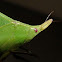 Spike-headed false-leaf katydid