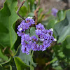 Wavyleaf Sea-Lavender
