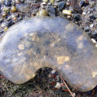 Marine snail egg mass
