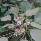Kukui (Candlenut tree)