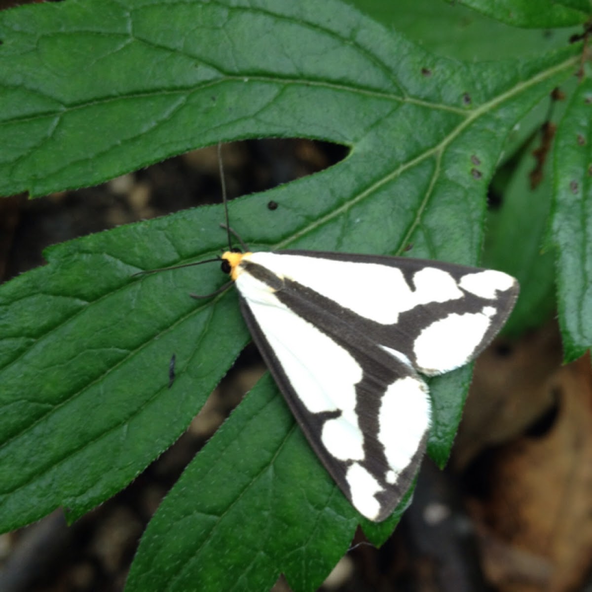 Clemens Haploa moth