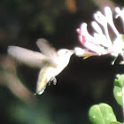 Ruby-throated Hummingbird (female)