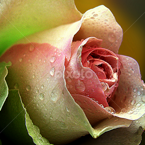 English rose by Biljana Nikolic - Flowers Single Flower