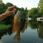 Longear Sunfish