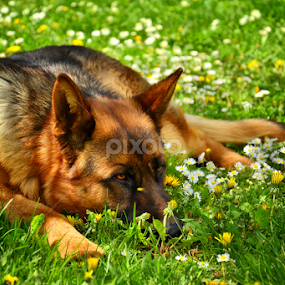by Staša Mirković - Animals - Dogs Portraits