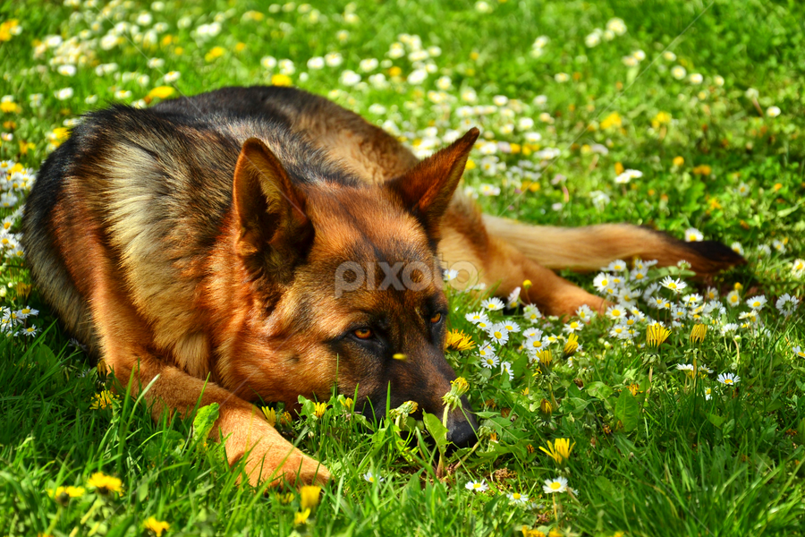by Staša Mirković - Animals - Dogs Portraits