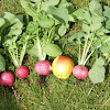 Pink Punch Radishes