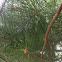 White Pine (Eastern White Pine)