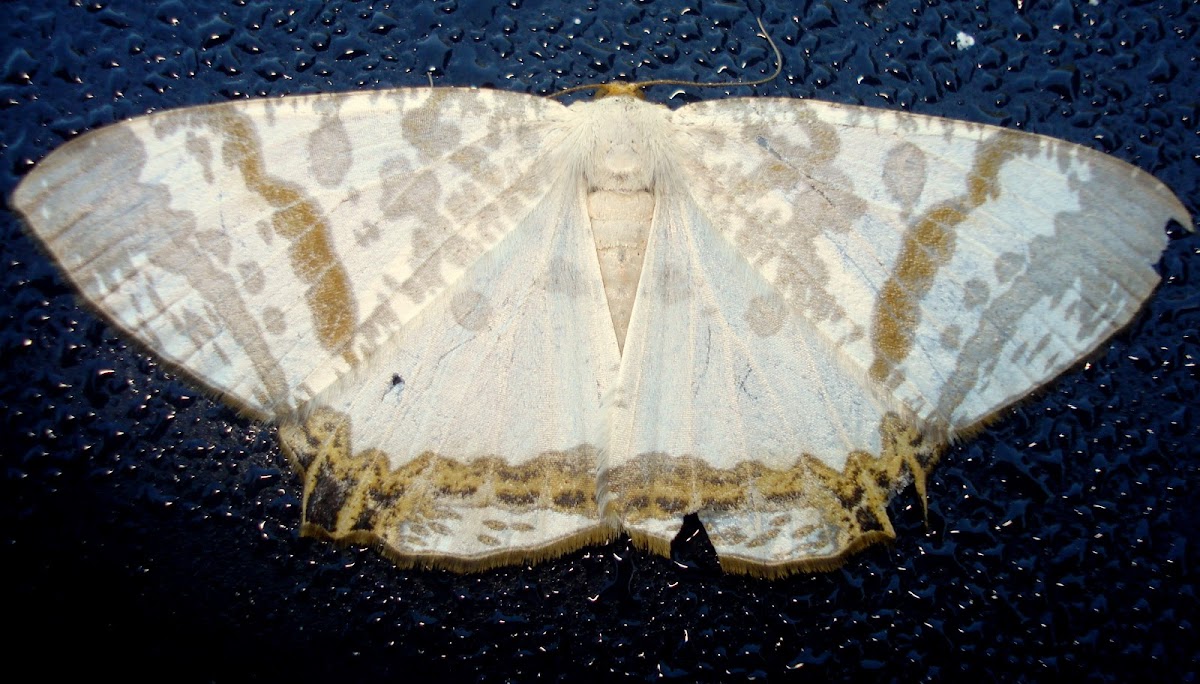 Geometrid moth  Dalima sp.