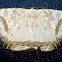 Geometrid moth  Dalima sp.