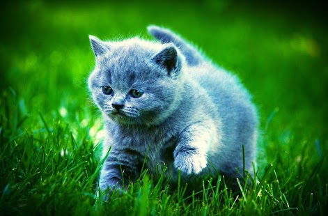 Cat Live Wallpaper Screenshots 9