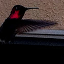 Annas hummingbird 