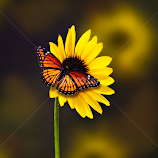 Spring is Near by Dale Frazier -  