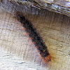 White Cedar Moth Caterpillar