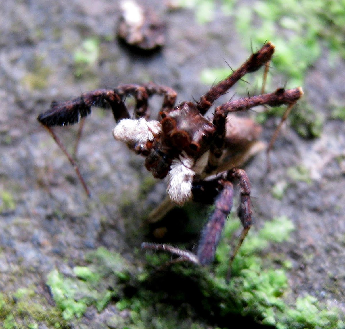 Portia Jumping Spider