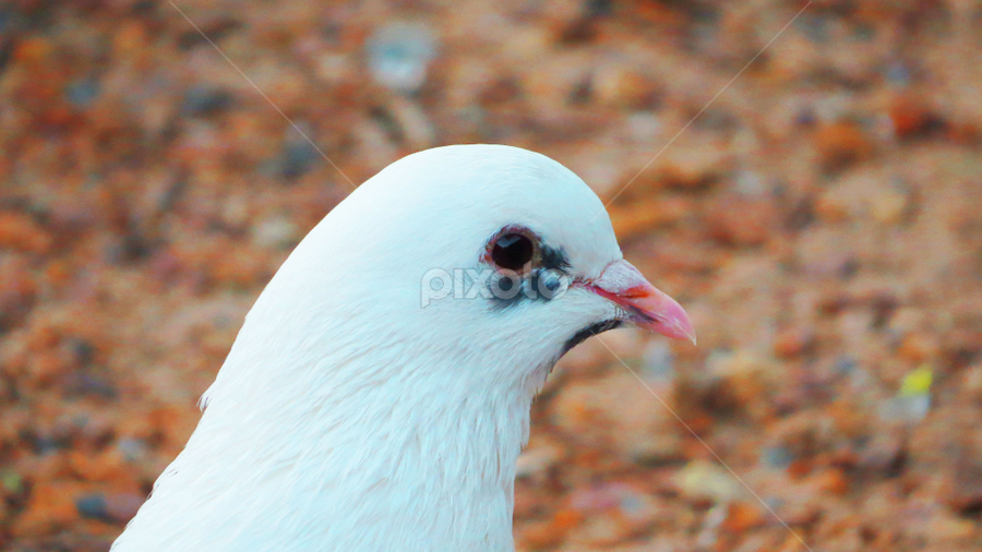 Pegin by Muhammad Fayyaz - Animals Birds