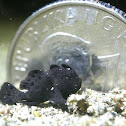 Painted Frogfish - Juvenile, Black