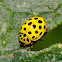 22-spot Ladybird