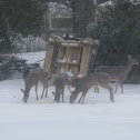 White-tailed deer