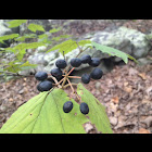 Maple-leaf Viburnum