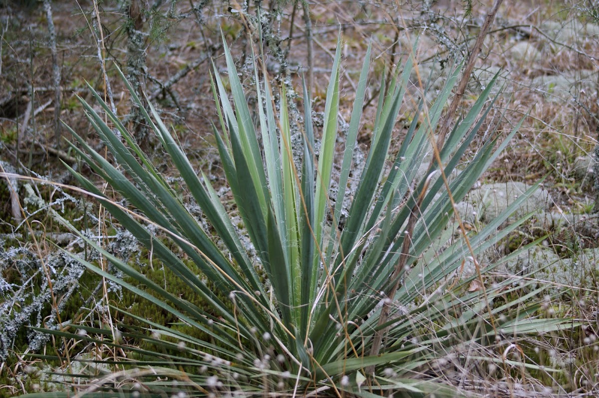 Yucca or Spanish Bayonet