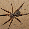 Wolf Spider