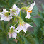 Flor patata. Potato flower