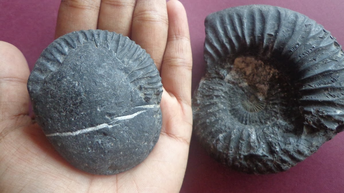 Ammonite / Shaligram