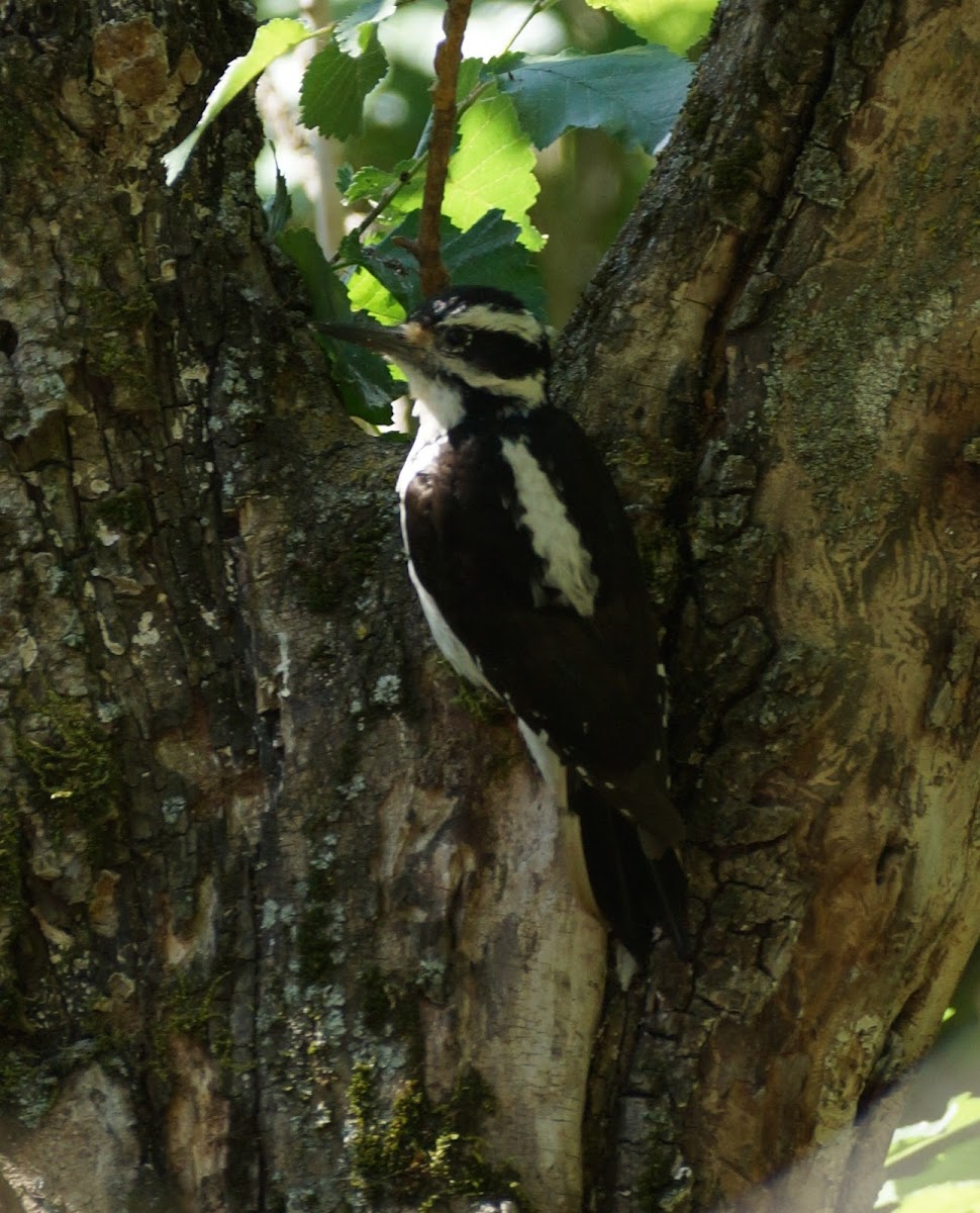 Hairy Woodpecker (female and nestling)