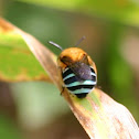 Blue-banded Bee
