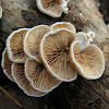 Crepidotus mushroom