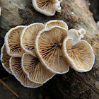 Crepidotus mushroom