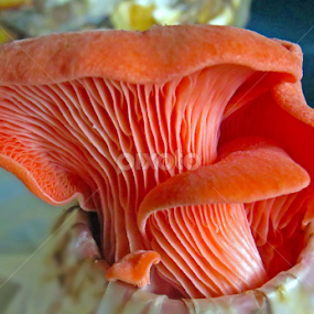 Delicious Bloom by Alan Chew - Nature Up Close Mushrooms & Fungi