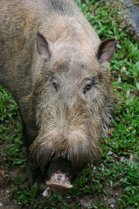 Bornean bearded pig