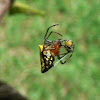Alpaida Spider