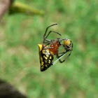 Alpaida Spider