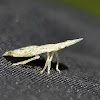Flat Head Leafhopper - Larva