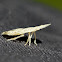 Flat Head Leafhopper - Larva