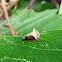 Two-horned treehopper
