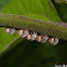 Treehopper Nymphs