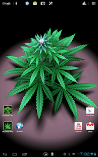 How to download My Ganja Plant Live Wallpaper patch 1.02 apk for laptop