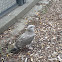 American Herring Gull