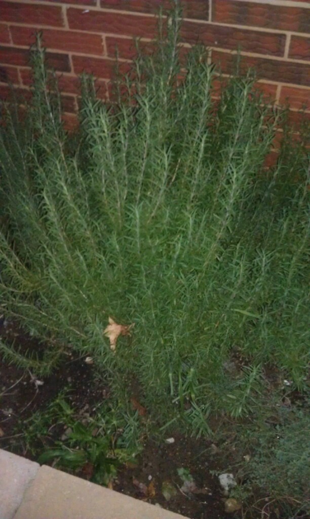 Rosemary