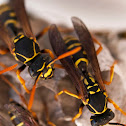 Asian Paper Wasp