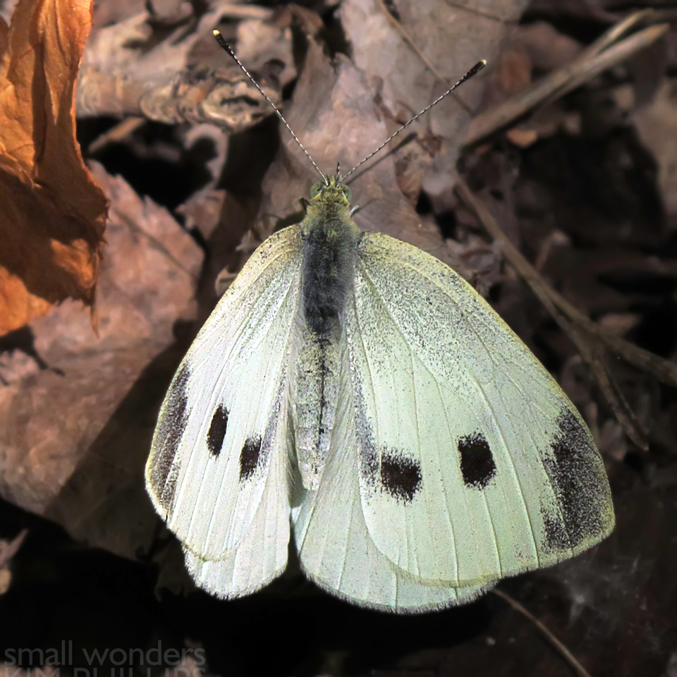 Cabbage White Butterfly - female