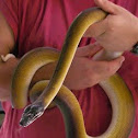 D'Albertis' water python (northern white-lipped python)