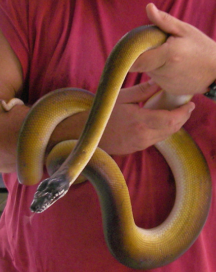 D'Albertis' water python (northern white-lipped python) | Project Noah