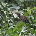 Juvenile Striated Heron
