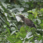 Juvenile Striated Heron