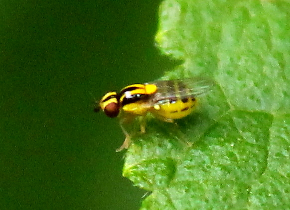 Grass fly